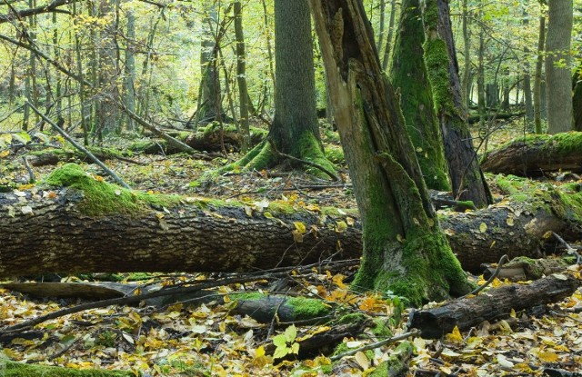 Puszcza Białowieska powinna być w całości objęta ochroną - zaznaczają przedstawiciele organizacji ekologicznych. - Jest narodowym bogactwem, które trzeba chronić i zrobić wszystko, by zachować je w nienaruszonym stanie dla przyszłych pokoleń.