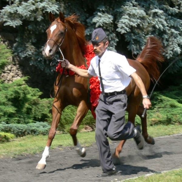 Kwestura zwyciężyła w piątek w specjalnym konkursie dziesięciu koni, które otrzymały najwyższe oceny za ruch.