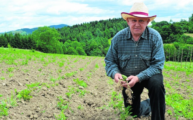 Wojciech Tokarz miał z tego pola zebrać 5 ton ziemniaków. Po przejściu dzików zabezpieczył resztki sadzonek w rzędach, ale raczej ziemniaków nie urodzą. - Z tego pola już niczego nie zbiorę - przewiduje