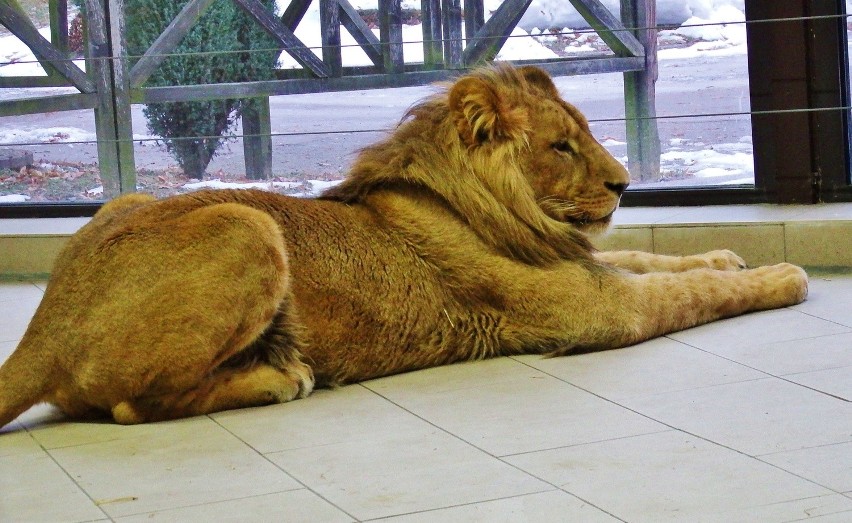 Bolek to nowy lew w chorzowskim zoo