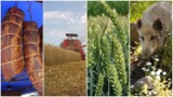 Co zmieni się w polskim rolnictwie w 2017 roku?