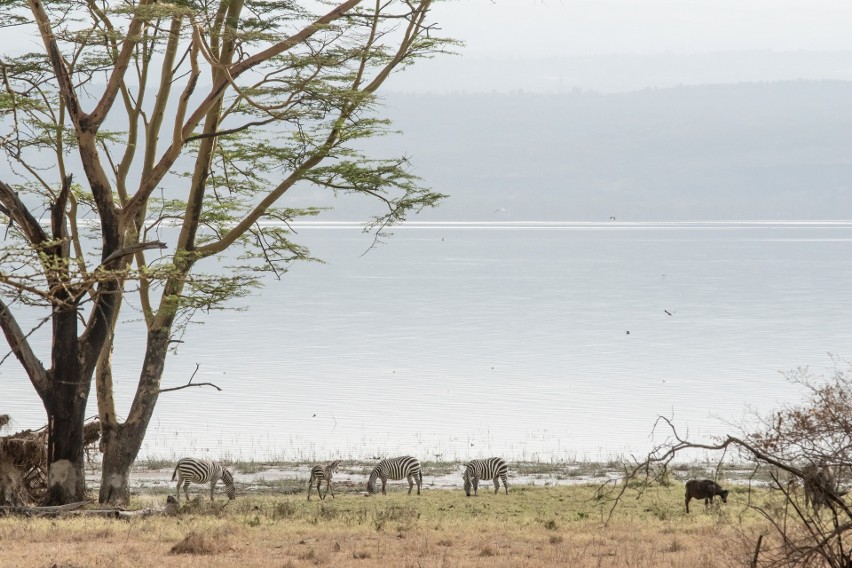 Park Narodowy Jezioro Nakuru to jedno z najpiękniejszych...