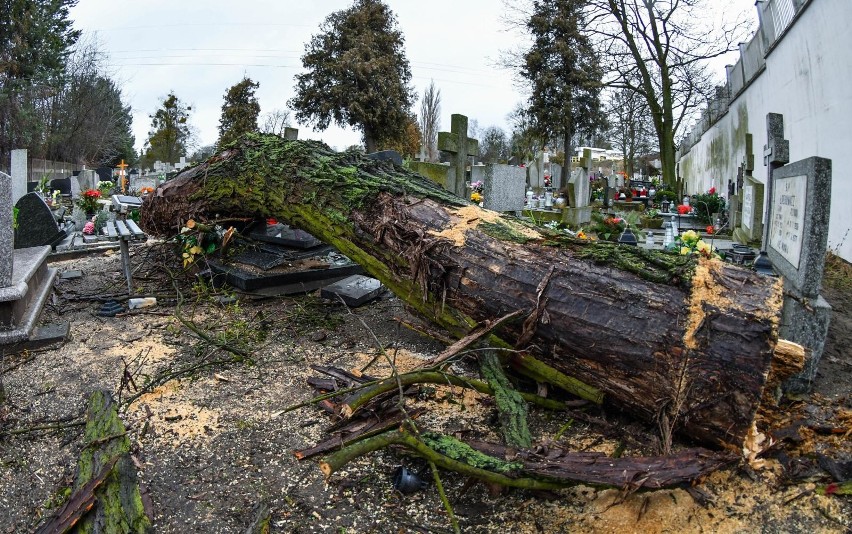W poniedziałek silny wiatr powalił drzewo na cmentarzu...