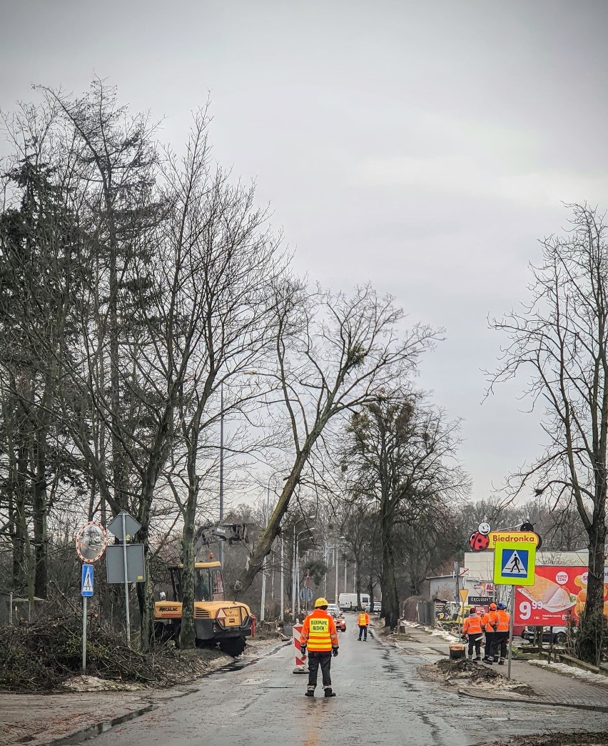 Historyczna aleja drzew wycinana w Obornikach Śląskich! Mieszkańcy czują się oszukani