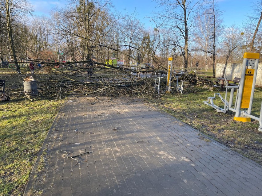 Silny wiatr powalił drzewa na ul. Dambonia w Opolu