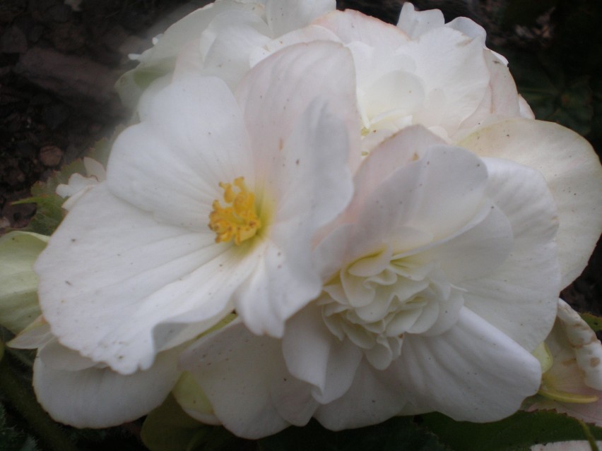 Begonia biała
Begonia biała