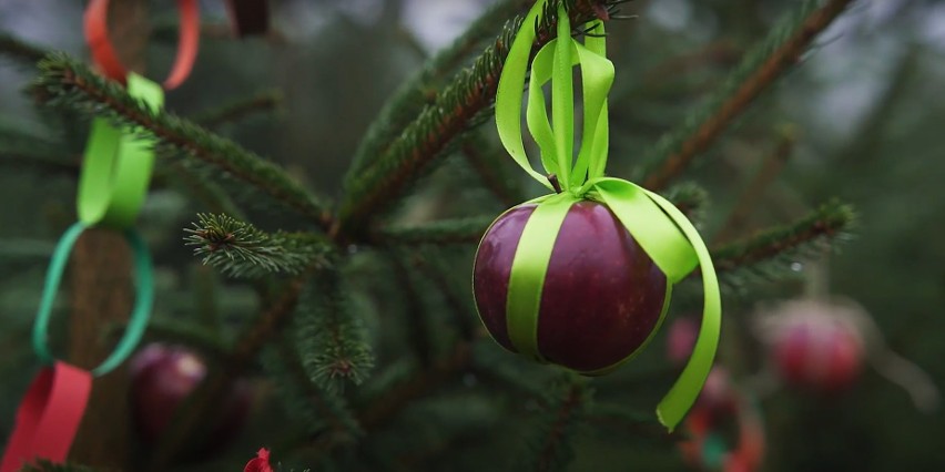 Poznaj historię świątecznych tradycji! Czy wiesz, skąd pochodzi zwyczaj ozdabiania choinki? [WIDEO]