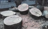 Przy szkole podstawowej wycięto drzewa. Wrocławianie są oburzeni [ZDJĘCIA]