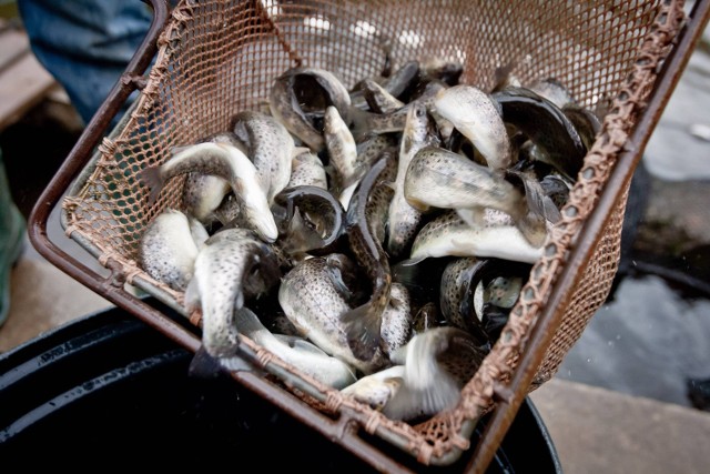 W ramach tzw. narybku letniego, do Szczawnika trafi 600 ryb