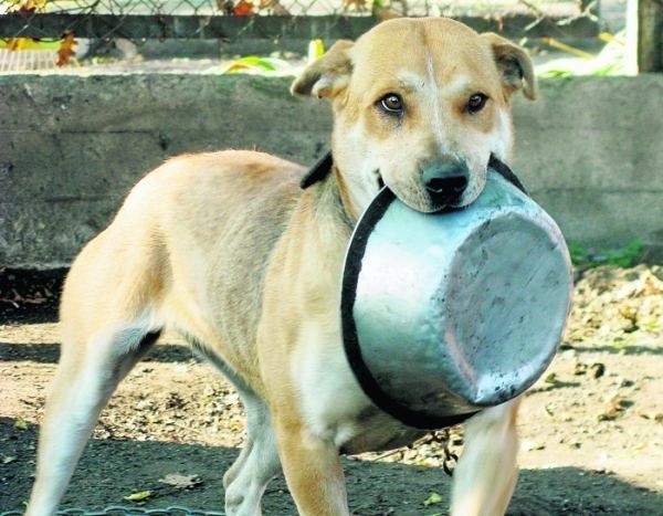 Psy w schronisku w Kaliszu żyły w fatalnych warunkach,  twierdzą członkowie &#8222;Animal Helps&#8221;