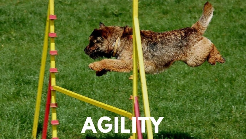 Twój pies to zręczny bystrzak? Spróbuj przygody z agility....