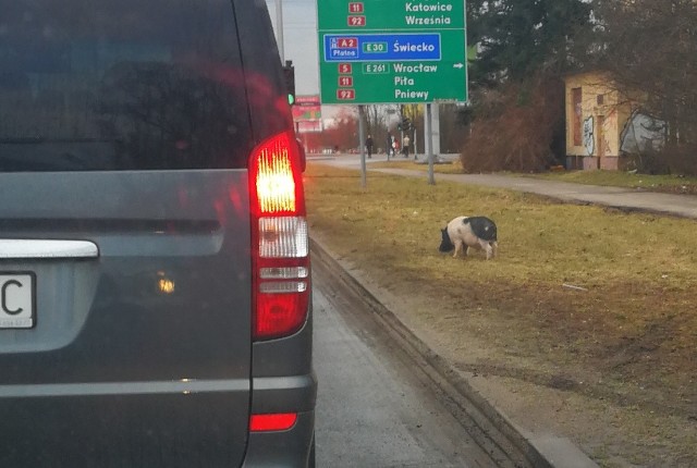 Pan Krystian sfotografował świnię, gdy błąkała się przy skrzyżowaniu ulic Lechickiej i Umultowskiej.