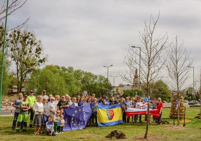 Wkopywanie platanów w Lublińcu z okazji 15-lecia Polski w UE...