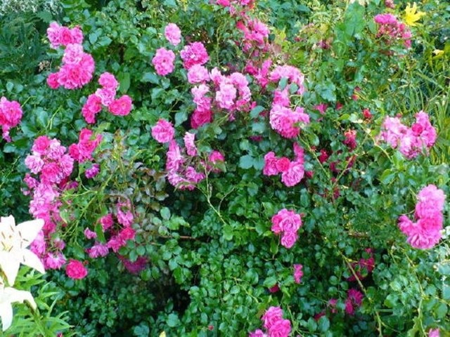Dużo uwagi trzeba w lipcu poświęcić różom, które w czasie upałów i suszy atakowane są przez różne szkodniki, a przy deszczowej pogodzie również przez choroby grzybowe.