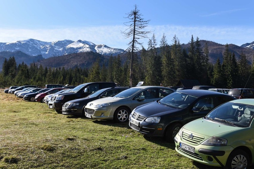 Tatry: Kilkadziesiąt tysięcy ludzi poszło oglądać krokusy. Padnie rekord frekwencji [GALERIA]