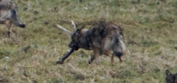 Niezwykła wataha sfotografowana w Bieszczadach. Liczyła 23 wilki. Zobacz zdjęcia!