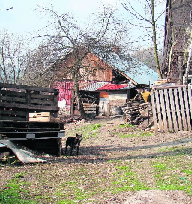 Po stertach śmieci na posesji nie ma już śladu. Zostały rudery i siedem psów, dokarmianych przez rodzinę zmarłego 67-latka.