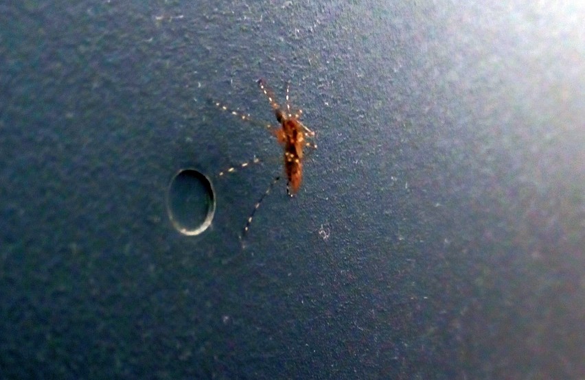 Komar na zdjęciu w niewielkim stopniu przypomina komara...