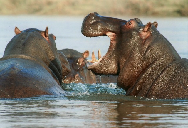Hipopotamy Escobara będą eksmitowane, gdyż załatwiają się do wody