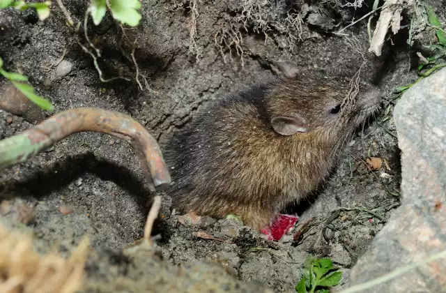 Przy osiedlowych śmietnikach, pod oknami bloków, czy na zapleczach lokali gastronomicznych wciąż ląduje sporo jedzenia. To zaproszenie dla szczurów.