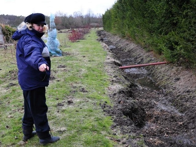 - W okolicy grasuje około 20, 30 dzików. Mi wyrządziły strat na około 3 tysiące złotych - mówi pani Bożena.