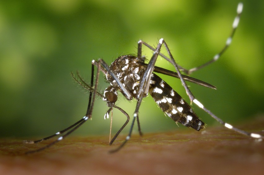 Komar tygrysi: Aedes albopictus...