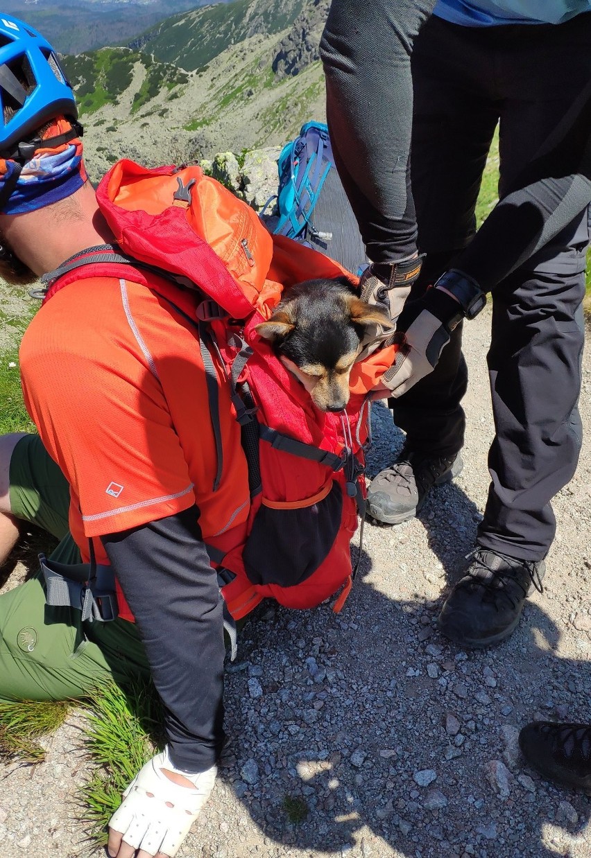 Tatry: Turyści znieśli ze szczytu Świnicy wycieńczonego... psa. Ktoś go tam porzucił?