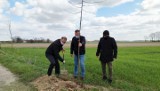 To żadna lipa. To źródło pożywienia dla pszczół, a miodu dla nas. W Szprotawie sadzą miododajne drzewa