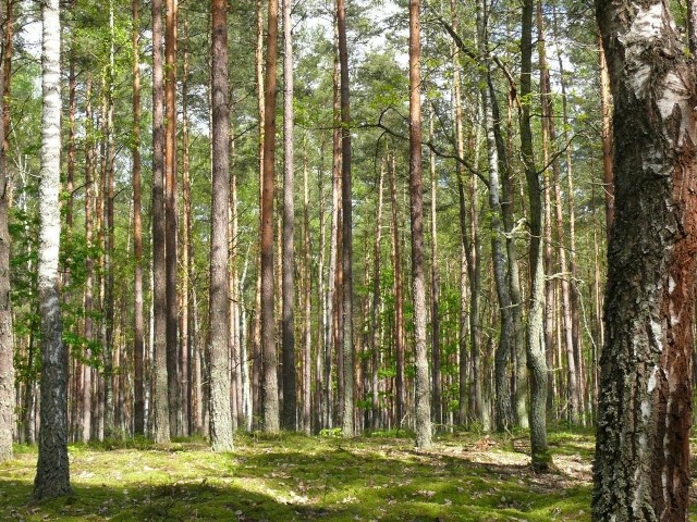 Lasy w okolicach Jastkowic są bardzo rozległe.