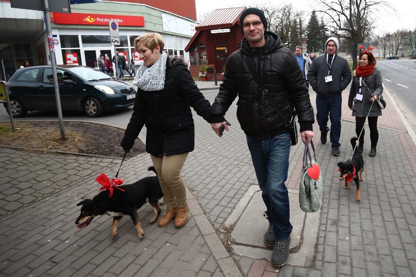 Walentynkowy spacer z psami cieszył się dużą popularnością.