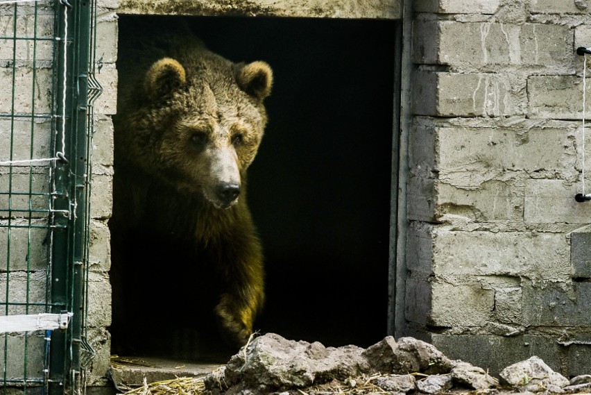 Leżak: Baloo, przybij piątkę! Cisna lubi owoce, ryśki wolą...