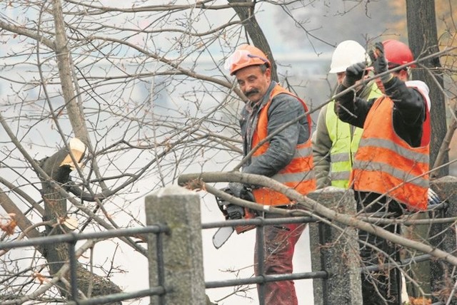 Firmy zajmujące się wycinką drzew mają masę zleceń.