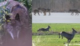 Wilki na polowaniu w Lubuskiem. Niesamowite fotografie drapieżników | ZDJĘCIA