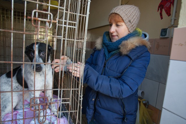 O zmianie zarządcy schroniska zdecydował konkurs, który ogłosił słupski magistrat. Jak już informowaliśmy, wzięły w nim udział dwa stowarzyszenia: OTOZ Animals i słupski oddział TOZ, którym kieruje Barbara Aziukiewicz.