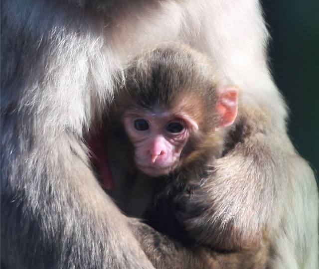 Ten cudny zwierzak to makak japoński. Niedawno urodził się w Zoo "Leśne Zacisze" w Lisowie. Każdy z nas może wziąć udział w konkursie na imię dla malucha.