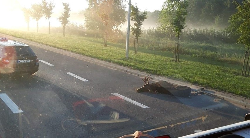 Białystok. Opel potrącił łosia na Kleeberga. Utrudnienia na obwodnicy w stronę centrum miasta [ZDJĘCIA]