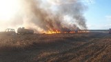 Nowa Wieś Zbąska: W pożarze spłonął kombajn i spory kawałek pola. Z ogniem walczyli strażacy z dwóch województw [ZDJĘCIA]