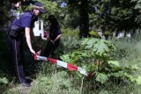 Barszcz Sosnowskiego poparzył 4-latka z Wielunia. Kolejne zgłoszenia z województwa