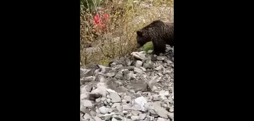 Tatry. Turysta stanął "oko w oko" z niedźwiedziem i... zachował spokój. Efekt? Nagrał świetny FILM 