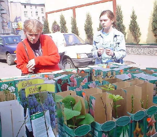 W sklepie "Dom i ogród" w Brodnicy jest w  czym wybierać ...