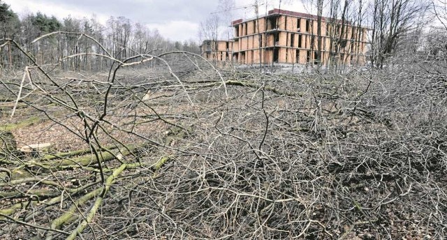 Od początku roku na spornym terenie wycięto już hektar terenów zielonych przy ulicy Karabuły