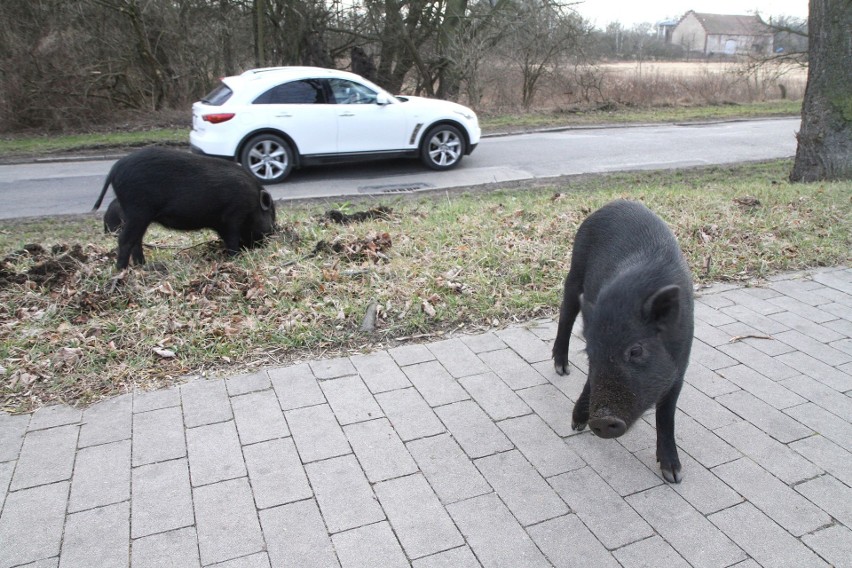 Dzikie świnie przy dojeździe do wschodniej obwodnicy...