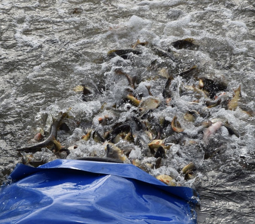 Ryby wpuszczone do zalewu w Suchedniowie