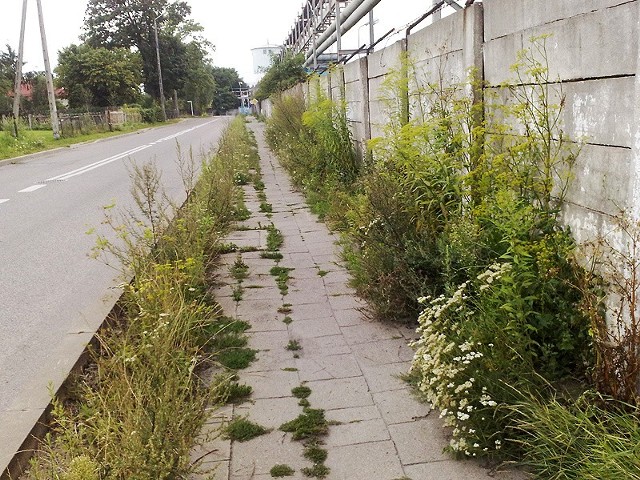 Tak od lat wygląda chodnik przy ulicy Nilskiego-Łapińskiego w Łapach. Piesi narzekają, że jest bardzo zarośnięty.