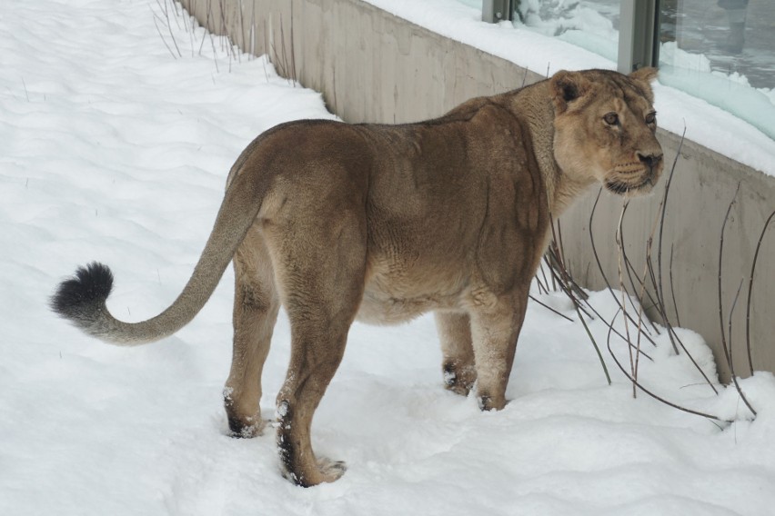 Awantury w łódzkim zoo. Które zwierzęta są największymi awanturnikami?