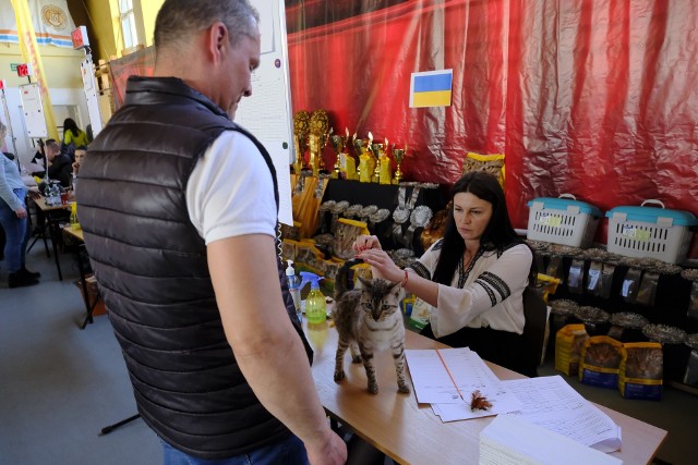 W dniach od 2 do 3 kwietnia, w Szkole Podstawowej nr 16 w Toruniu, odbywa się Międzynarodowa Wystawa Kotów Rasowych. Można ja odwiedzać odpłatnie w godzinach 10-17:30. My też tam byliśmy! Zobaczcie zdjęcia! >>>>>Polecamy: Gdzie w Toruniu wypić dobrą kawę? Oto nasz subiektywny przegląd kawiarni