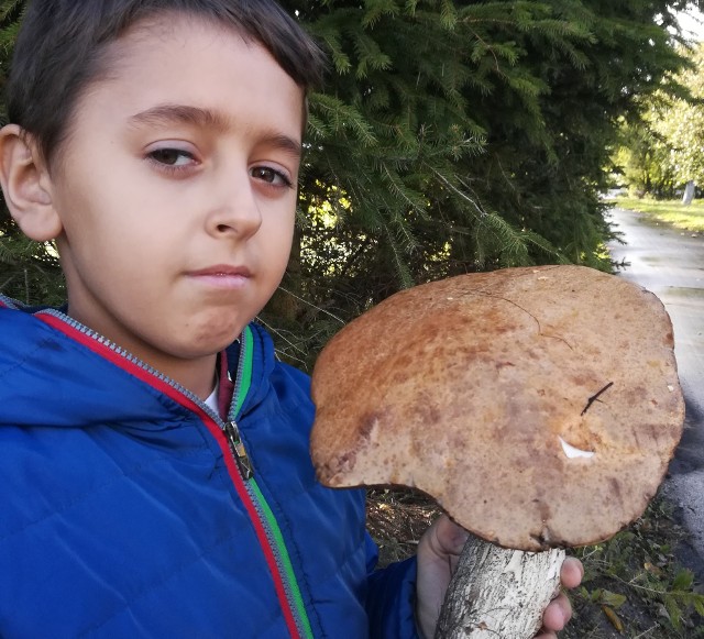 W gminie Czernikowo w pobliskim lesie mój 9-letni syn znalazł koźlarza wielkości 10-litrowego wiaderka! - pisze nam Czytelnik. - Koźlarz waży ponad 0,6 kg.