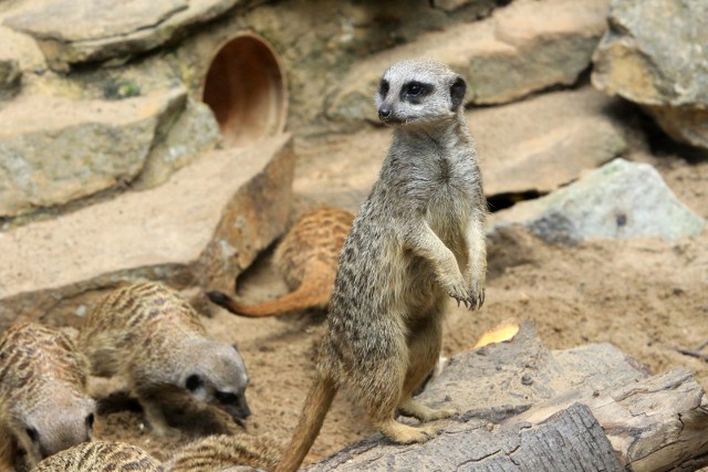 W toruńskim ogrodzie zoobotanicznym zwierzęta czują się znakomicie