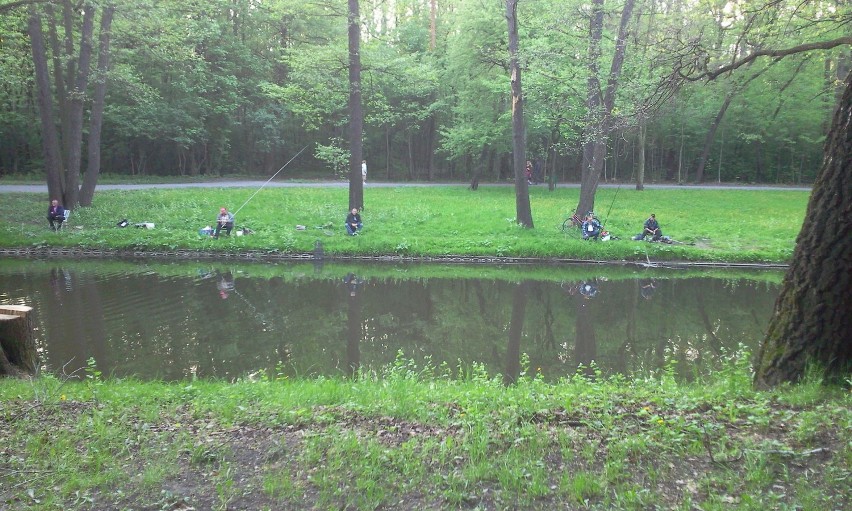 Wędkarze codziennie łowią ryby w stawach w parku...