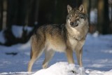 Wilki w Czarnobylu wykazują niesamowitą cechę. Naukowcy badają ich fenomen